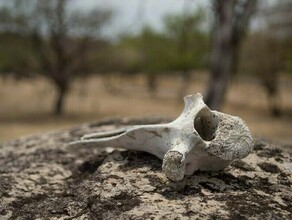 В шести селах Благовещенского округа ликвидировали скотомогильники