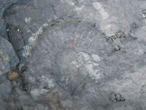 Окаменелости возрастом 250 миллионов лет нашли на острове Русском в Приморье Их могут увидеть все желающие
