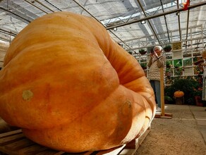 Самая тяжелая тыква России потянула на национальный рекорд 817 килограммов