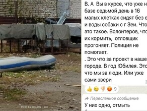 Жители Зеи обеспокоены работой приюта для отлова бездомных собак