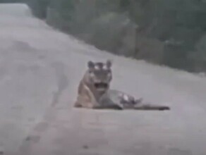 Дальневосточники встретили царя тайги отдыхающего посреди дороги