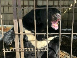 Вот это поворот известного благовещенского медведя Семена с базы на Театральной собираются увезти из Амурской области