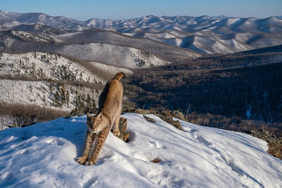 Потягушки дальневосточной рыси победили на самом престижном мировом фотоконкурсе