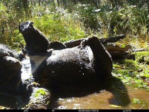 Медведь устроил фотосессию перед фотоловушкой в заповеднике Приамурья
