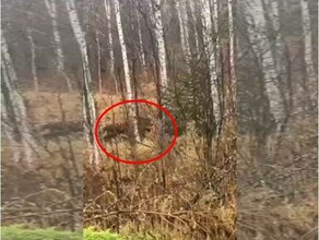 Агрессивный и очень голодный Амурского тигра заметили возле безлюдной трассы видео