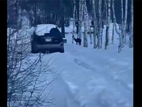 В Тынду наведалась редкая гостья из леса видео
