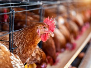 Опасная болезнь вызвала массовый падеж птиц на птицефабрике Дальнего Востока