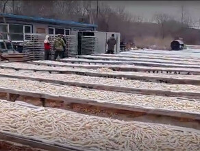 ФСБ обнаружила в Благовещенске подпольное предприятие по заготовке краснокнижного растения видео
