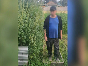 Картофелевода разводившего коноплю будут судить в Амурской области