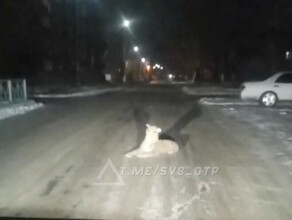В Белогорске водителя ночью напугал вынырнувший из темноты леопард