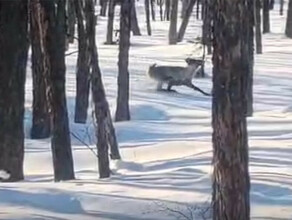 Так вот ты какой северный олень Удачное видео сделал охотник в Амурской области