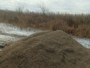В Амурской области открываются первые столовые для диких животных и птиц