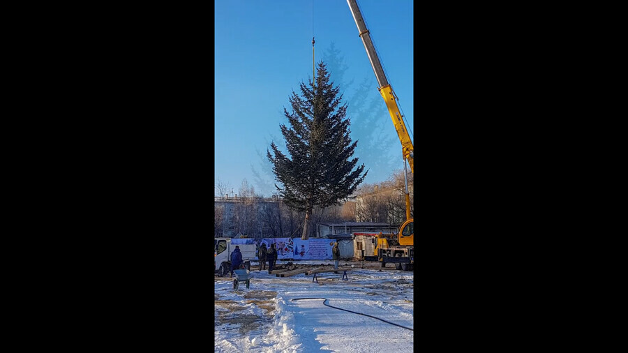 В Городском парке Благовещенска поставили живую елку видео