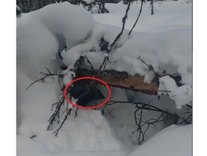 Кабарга решила поиграть в прятки с человеком видео