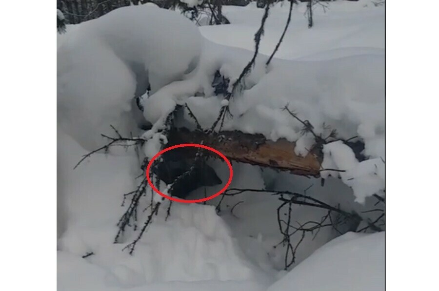 Кабарга решила поиграть в прятки с человеком видео