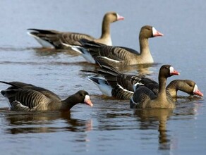 Проверяли и диких птиц в Приамурье изучили на наличие опасного заболевания