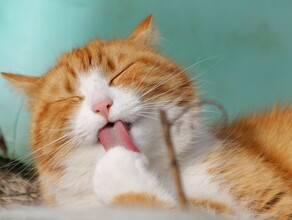 Россиянина оштрафовали изза шумных котов