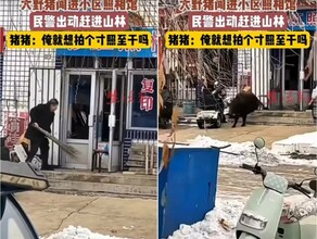 В Хэйхэ дикий кабан разгромил городскую фотостудию и рассмешил весь город видео