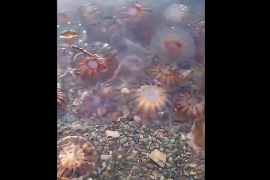 На Дальнем Востоке берег моря усеяло множество мертвых медуз видео