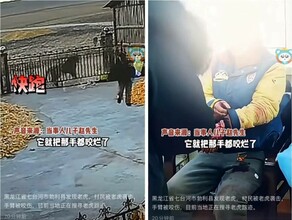 Biang амурский тигр покусал мужчину в провинции Хэйлунцзян видео