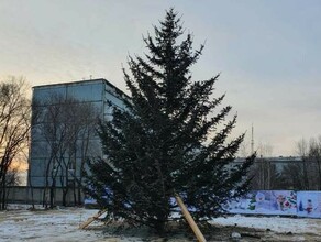 Почему амурчанка подарила ель Городскому парку Благовещенска