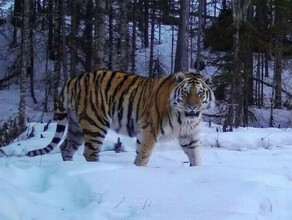 Амурский тигр утащил человека в лес На место выехали полицейские