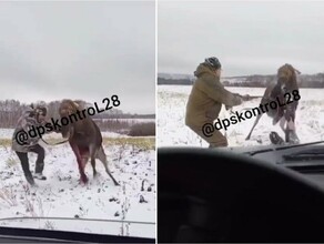 Соцсети в Амурской области лось затоптал охотников