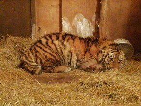 Врачи в Приморье спасли тигренка пострадавшего от нападения взрослого хищника фото