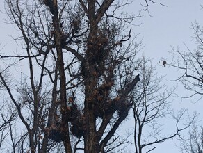 В Амурской области в чаще выросла ведьмина метла 
