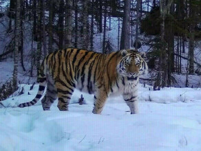Найдено тело мужчины которого амурский тигр утащил в лес Жуткие подробности 