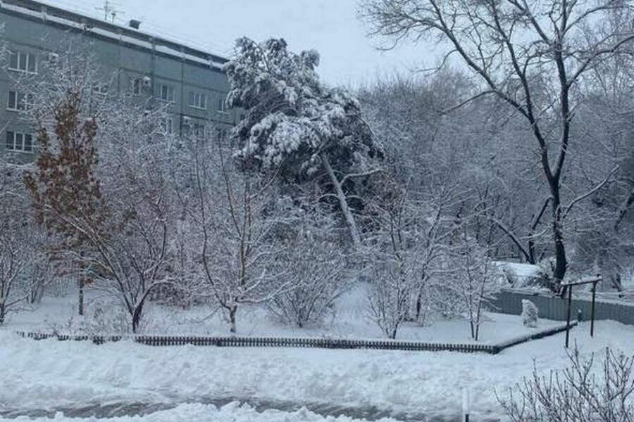 Деревья под тяжестью снега гнутся и ломаются в Благовещенске фото