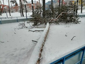 В Белогорске под тяжестью снега рухнула высокая сосна