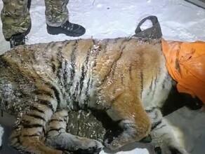 Отловили амурскую тигрицу которая утащила в лес человека Решается её судьба фото