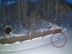В селе под Благовещенском заметили лесное животное и серьезно испугались видео