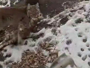 В Амурской области рысь приходила к домашним кошкам на кормежку а потом начала их есть
