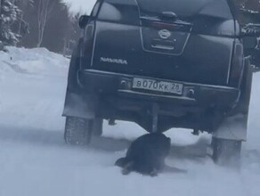 Установлена личность живодера из амурского села который издевался над собакой