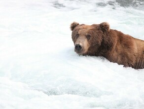 На Дальнем Востоке медведь растерзал топменеджера золотодобывающей компании