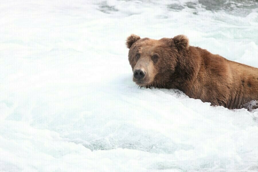 На Дальнем Востоке медведь напал на геодезиста