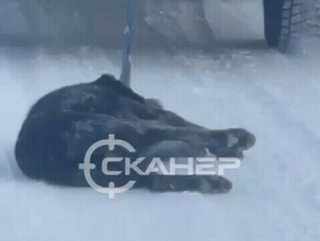 Прокуратура Приамурья закрыто уголовное дело в отношении амурчанина который тащил собаку за своим автомобилем