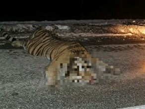 Два амурских тигра погибли на трассах Дальнего Востока