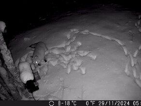 В Амурской области разыскивают лиса который выводит из строя камеры Опубликован его портрет