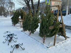 Точки незаконной продажи елок обнаружили в Благовещенске