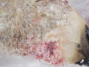 Волки атакуют северный поселок Амурской области