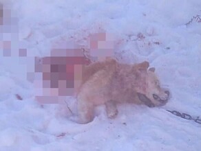 Еще одна жертва волки продолжают держать в страхе жителей амурского села