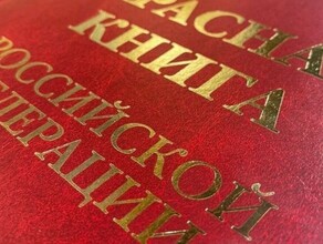 Амурчане пытались продать краснокнижное растение за 12 000 рублей Им грозит от 6 до 9 лет лишения свободы