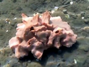 Где у нее глаза Необычное существо увидел дальневосточный водолаз