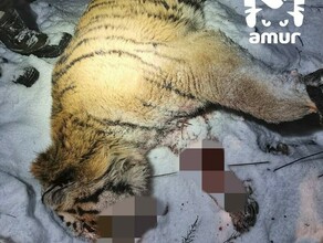 Тигра растерзавшего рыбака в Приморье застрелили