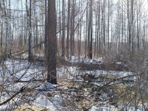 На территории ДВОКУ амурчанин нарубил дров и стал преступником