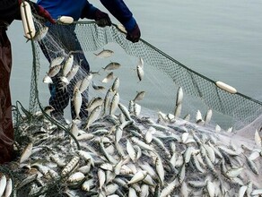 Узбекистану дали квоту на вылов рыбы на Дальнем Востоке