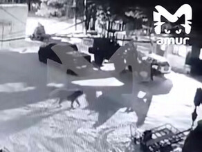Тигр зашёл в город Хабаровского края 